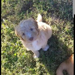 Bordoodle Puppies from Alabama Top Doodles