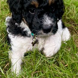 Aussiedoodle Puppies from Dogwood Family Doodles