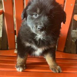 Maleficent - Black tri-color female Australian Shepherd puppy in Whitwell, Tennessee from Owl Hollow Farm