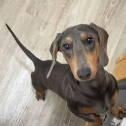 Dutch - Dachshund