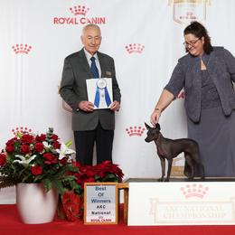 Stella - American Hairless Terrier