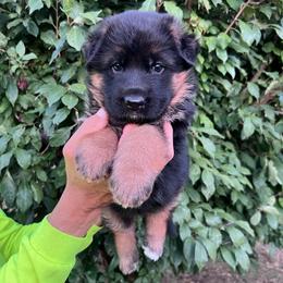 Freya von Zaragoza - Black and red female German Shepherd puppy in Stockton, California from Zaragoza German Shepherds