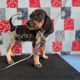 Hank - Blue ticked and tan male Bluetick Coonhound puppy in Mount Pleasant, Texas from Harmons Hounds