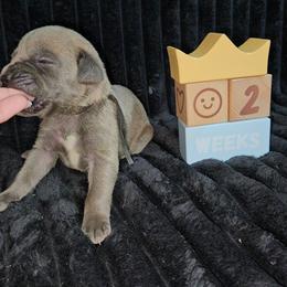 Black collar - Gray brindle male Cane Corso puppy in Fritch, Texas from Carrie Brown's Cane Corsos