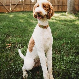 Hazel - Goldendoodle