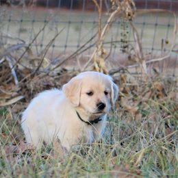Golden Retriever Puppies from Golden Barnes Kennel