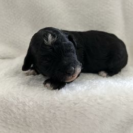 Girl 1 - Black female Goldendoodle puppy in Nashville, Tennessee from Tumbling Creek GoldenDoodles