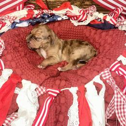 Mauser - Red merle male Catahoula Leopard Dog puppy in Slaton, Texas from M5 Catahoulas