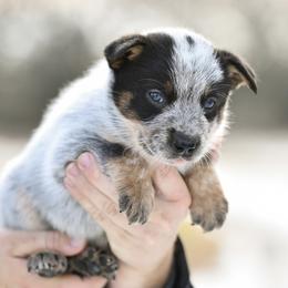 -Boy 3 - Blue male Australian Cattle Dog puppy in Kaufman, Texas from Emberwick Ranch