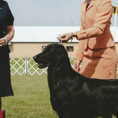 Flat-Coated Retrievers from Paul Jonas