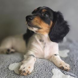 Lucky - Piebald male Dachshund puppy in Tucson, Arizona from Crowned Doxies