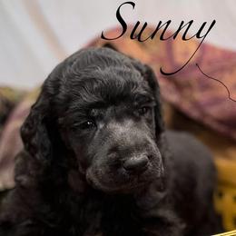 Sunny - Silver female Poodle puppy in Greenville, North Carolina from Grace Poodles