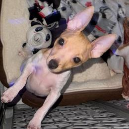 Pup CC - White and tan male Toy Fox Terrier puppy in Clermont, Florida from Debbie Hiles's Toy Fox Terriers
