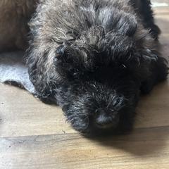 Bouvie boy 3 - Black male Bouvier des Flandres puppy in Bethlehem, Connecticut from Bouviers Gate House
