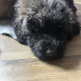 Bouvie boy 3 - Black male Bouvier des Flandres puppy in Bethlehem, Connecticut from Bouviers Gate House