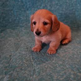 Rafael - Red male Dachshund puppy in Quemado, New Mexico from TNT Dachshunds