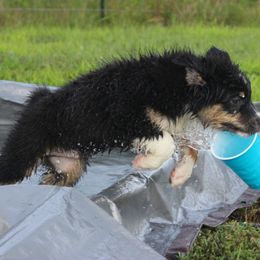 Australian Shepherd and Soft Coated Wheaten Terrier Puppies from Ironwood Ridge Kennels