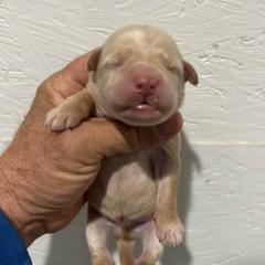 Flint - Cream male Whoodle puppy in Pima, Arizona from Schmidt's K9s