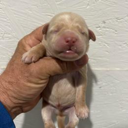 Flint - Cream male Whoodle puppy in Pima, Arizona from Schmidt's K9s