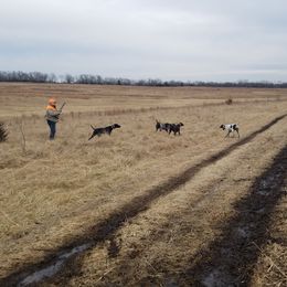 German Shorthaired Pointers from Siemer's German Shorthair Pointers