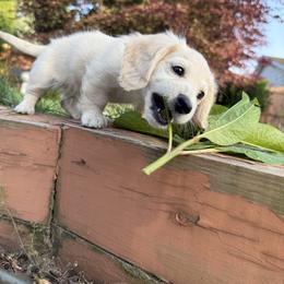 Reserved - Cream male Dachshund puppy in Erie, Pennsylvania from SWEET HONEY MINI DOXXIES