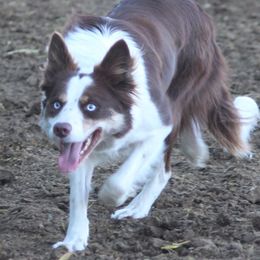 Fiona - Border Collie
