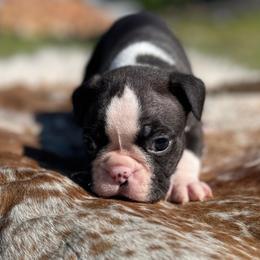 Drogo - Seal brindle and white male Boston Terrier puppy in Purdy, Missouri from Shotgun Pups