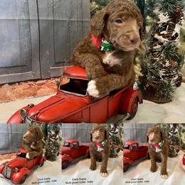 Poodle Puppies from LL Poodles On Tap