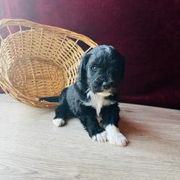 Sterling - Black and white male Bernedoodle puppy in Battle Creek, Michigan from T-Rose’s Bernedoodle & Pomsky Puppies