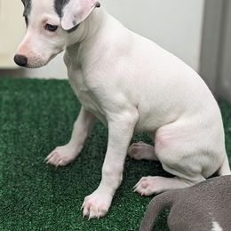 Italian Greyhound Puppies from Alura Italian Greyhounds