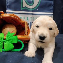 Green collar boy - Light golden male Golden Retriever puppy in Rochester, Washington from Grand Mound Goldens