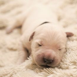 Golden Retriever Puppies from Cannon's Au Retrievers