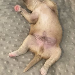 Goldendoodle Puppies from Teddy Grace Doodles