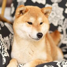 Yukko - Shiba Inu
