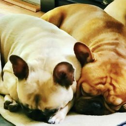 French Bulldogs from Frenchies by the Dozen