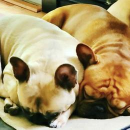 French Bulldogs from Frenchies by the Dozen