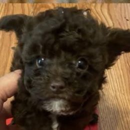 Poodles from Rainbow Creek Toy Poodle and Doodles