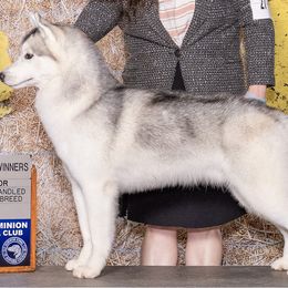 Kovu - Siberian Husky