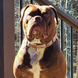 Sadie Fine - Olde English Bulldogge