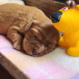 Tattie - Ruby male Cavalier King Charles Spaniel puppy in Winthrop, New York from McMahon's Cavalier King Charles Spaniels