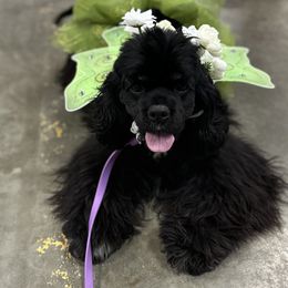 Callie - Cocker Spaniel