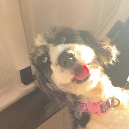 Mila - Aussiedoodle