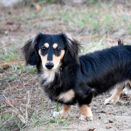 Breeze - Dachshund