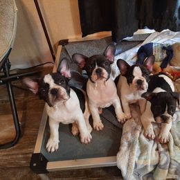 French Bulldog Puppies from Razzmatazz Kennels