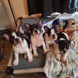 French Bulldog Puppies from Razzmatazz Kennels