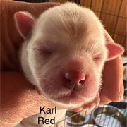 Karl - White male Bolognese puppy in Fall River Mills, California from Kenalee Farm