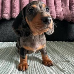 Cove - Dapple male Dachshund puppy in Ocala, Florida from Weenie Boops