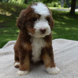 Jerry - male Australian Mountain Doodle puppy in Angola, Indiana from Classic City Doodles