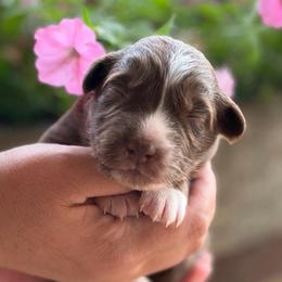 Girl 2 - Red tri-color female Australian Shepherd puppy in Hillsboro, Ohio from Sugar Grove Farms
