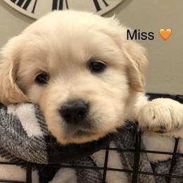 Miss Orange - Light golden female Golden Retriever puppy in Carmichael, California from Sadie Lane Family Goldens